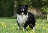 BORDER COLLIE 923